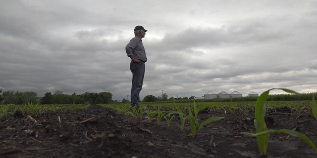 Illinois farmer Paul Jeschke looks out on his corn crop. The wet season has prevented him from planting 90 percent of his corn crop.