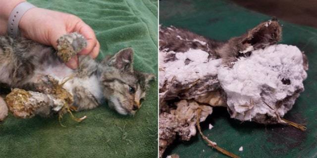 An 8-week old male kitten was discovered encased in spray foam and hanging upside down in a trash can in Oregon earlier this month.