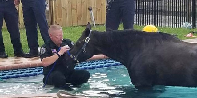 A deputy with the sheriff's office walked into the pool and sat on the steps, working to reassure the horse.