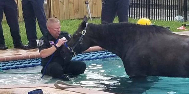 A deputy with the sheriff's office walked into the pool and sat on the steps, working to reassure the horse.