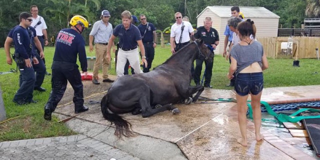 After being rescued, the horse later died, officials said.