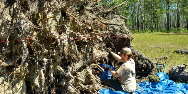 Andrea Repp, Forest Service Archeologist, measures the holes created by the uprooting of large pine trees in the area.