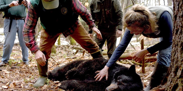 FILE - This April 13, 2018 file photo, shows Mink the bear after she had been tranquilized in Hanover, N.H. After being fitted with a tracking collar, the bear was relocated to far northern New Hampshire.