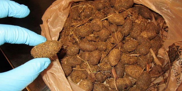Upon discovery of the "moose nuggets," the TSA elaborated that the bag’s owners considered the droppings souvenirs from his “Alaskan adventure.”