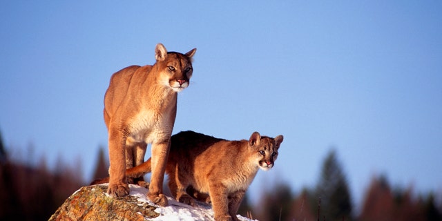 Austin Peterson, 20, Trey Juhnke, 20, and Corbin Simmons, 19, had previously admitted to shooting the same mountain lion in a clearly marked area of the park on Dec. 12, 2018.