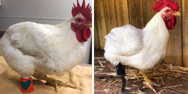 Wildwood Farm Sanctuary, an eco-animal sanctuary providing lifelong refuge and rehabilitation for neglected and abandoned animals in 98 acres of Oregon wine country, took to social media to announce Ruby got a prosthetic leg. (Dr. Johnson/Wildwood Farm Sanctuary)