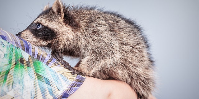 A pet raccoon, Bandit, was euthanized after the wild animal attacked a 6-year-old girl in Michigan, according to a report. (IStock)