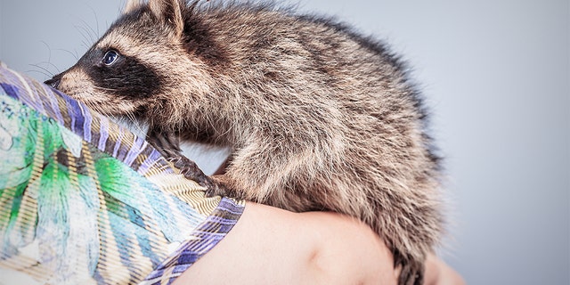 A pet raccoon named Bandit has been euthanized after the wild animal attacked a 6-year-old girl in Michigan, according to a report. (iStock)