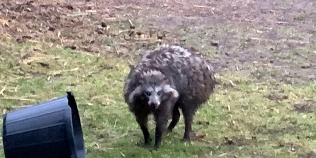 Two Raccoon dogs escape from their enclosure | Central