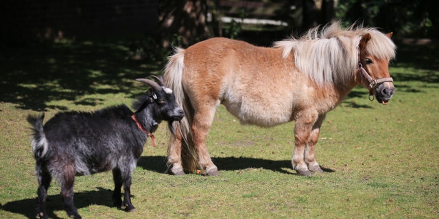 Mandy Marsh's pet pony, Peaches, and goat, Betty, were terrorized by the raccoon dog.(SWNS)