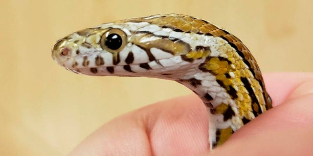 Penelope the corn snake (pictured) escaped her 12-year-old owner in Evanston, Ill., this week and made her way into a neighbor's washing machine. (Chicago Exotics via AP)
