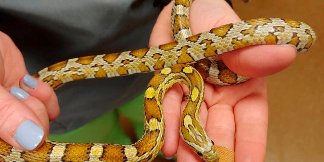 Penelope survived a wash cycle inside the washing machine before she was discovered by Sanela Kamencic on Wednesday. After the snake was examined at the Chicago Exotics Animal Hospital, she was reunited with her owner. (Chicago Exotics via AP)