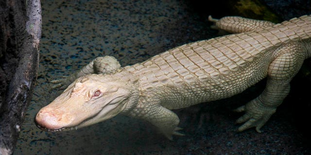Scientists believe there are only about 100 albino alligators in the world. The extremely rare alligators have a hard time surviving in their natural habitat, in part, because their white skin makes them easier to spot by predators.