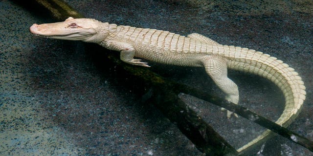 Snowflake, a 16-year-old albino American alligator, arrived at the Brookfield Zoo in Chicago last week.