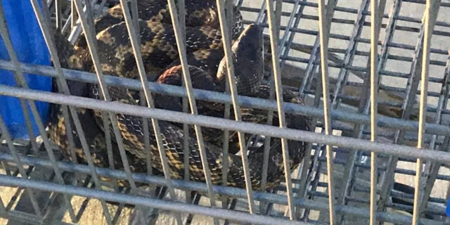An officer discovered the large rat snake after hearing a "loud scream" in the parking lot of a Walmart in Texas.