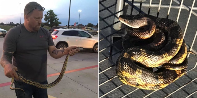 The one person bit by the large rat snake was a man known as "The Snake Charmer" brought in to contain the reptile.