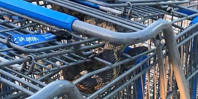 A large ratsnake was discovered in a group of shopping carts at a Walmart in Texas on Friday.