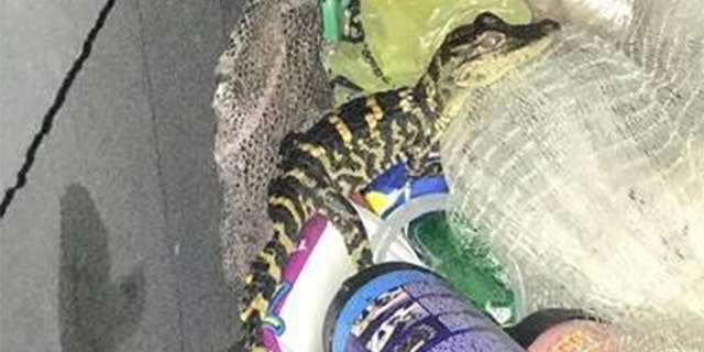 A 25-year-old woman withdrew an alligator from her pants during a roadside check Monday, investigators said.