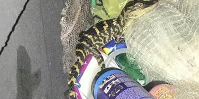 A 25-year-old woman pulled an alligator from her pants during a traffic stop on Monday, investigators said.