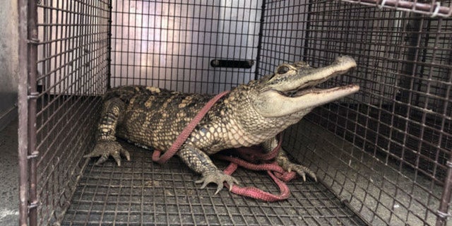 A gator was captured after it was seen at a park in Pittsburgh, Pennsylvania.