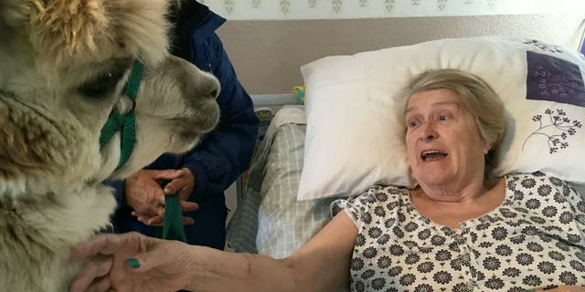 Helen Hancox met Cosmo in her home after she saw an alpaca on TV and told her daughter she wanted to pet one.