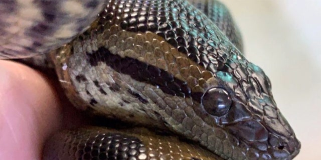 anaconda latest version