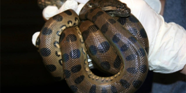 DNA analysis confirmed that the two young snakes "appear to be genetic copies or clones of the mother," a press release said.