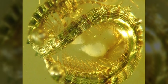 The newly described millipede (<i>Burmanopetalum inexpectatum</i>) seen in amber.
