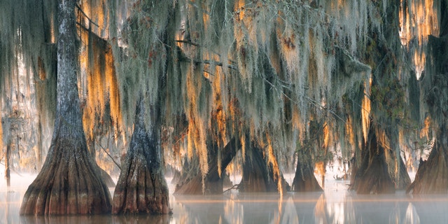 Bald cypress trees