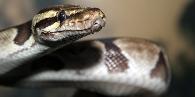 The couple were shocked to make the discovery, but said they left the snake alone and it eventually slithered off by itself around 10:30 p.m.