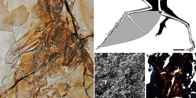 Bat Winged Dinosaur Discovered In China Fox News