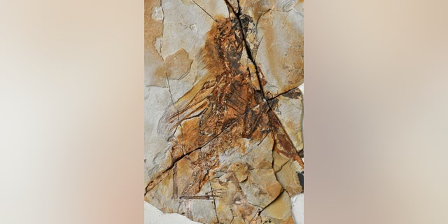 (Credit: Min Wang, Institute of Vertebrate Paleontology and Paleoanthropology, Chinese Academy of Sciences)