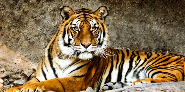 Four tiger poachers killed in shootout with police in Bangladesh ...