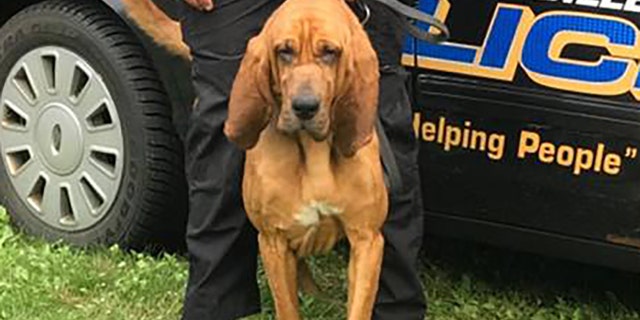 Blue served in the Billerica Police Department's K-9 unit before having his front right leg amputated to treat his cancer.