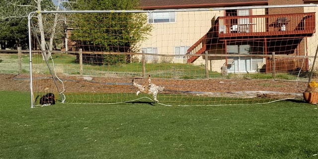 Officials are warning locals to remove their soccer nets when they're not in use for this reason.