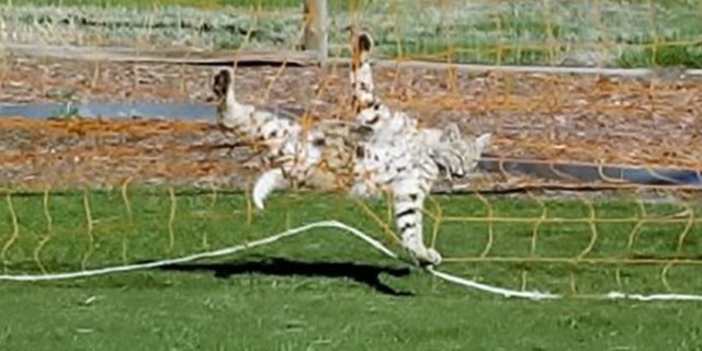 A bobcat who became stuck in a soccer net in a Colorado Springs neighborhood safely escaped, officials said.