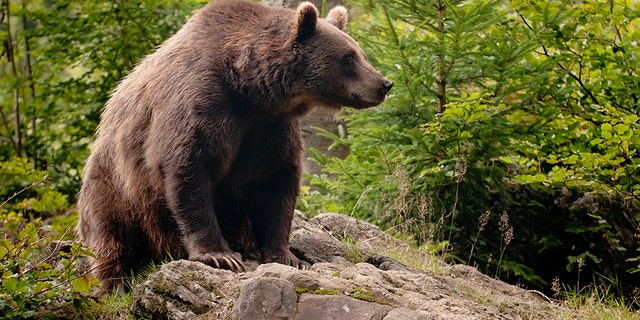 A man was riding his bike along a river in Alaska when a brown bear mauled him, causing puncture wounds. 