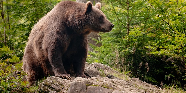 A man was riding his bike along a river in Alaska when a brown bear mauled him, causing puncture wounds.