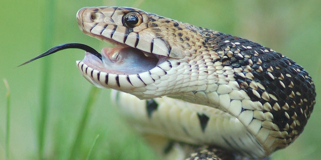 A bull snake is seen slithering in the grass. No reptiles are reportedly allowed at Mardi Gras parades in New Orleans, Louisiana.