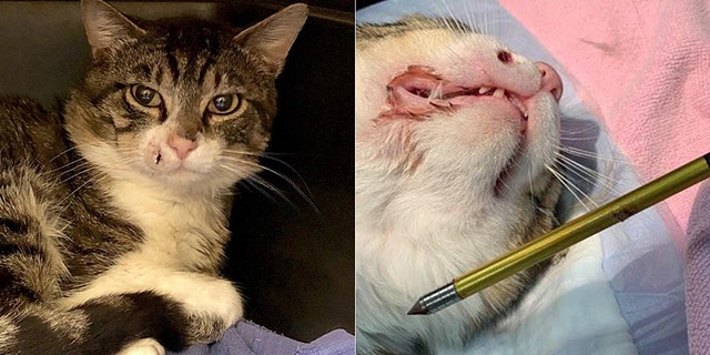 A "community cat" in Howell, N.J., was recovering after being shot in the face with a crossbow, authorities said.