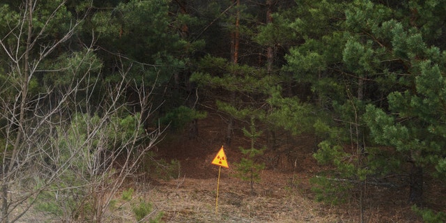 The Red Forest is close to the Chernobyl nuclear reactor site.