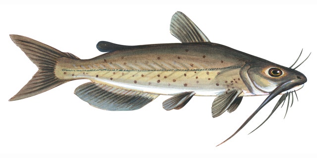 An illustration of a channel catfish (otherwise known as the ictalurus punctatus).