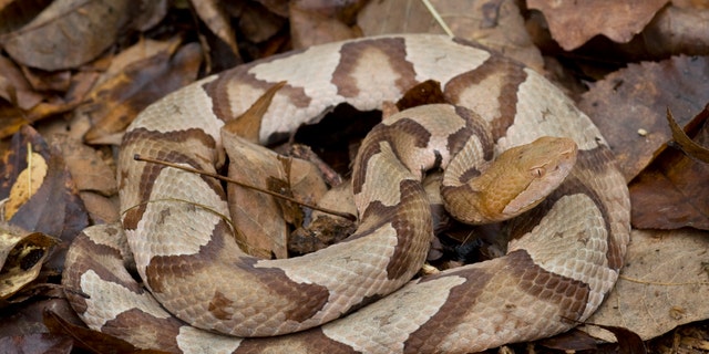 While copperhead snakes are venomous, they usually avoid humans, according to the Pennsylvania Fish and Boat Commission. (iStock)