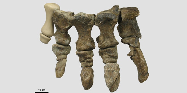 University of Queensland (UQ) Ph.D. candidate Andréas Jannel and his colleagues studied the fossil of a Rhoetosaurus brownei -- Australia’s only named Jurassic sauropod. They created a replica to help them analyze how the dinosaur's foot would have moved when it walked.