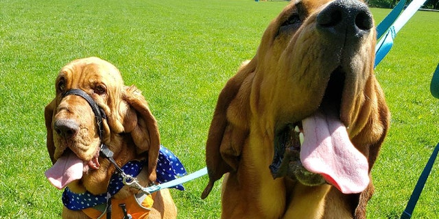 Officials said that Blue, pictured right, is even more "adorable" with his "new 'tripod' status."