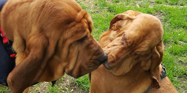 Blue, left, and Gertrude became fast friends.