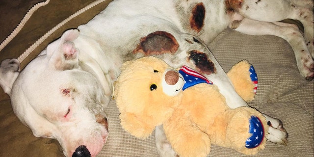 A pit bull named Ollie was injured after being dragged behind a pick up truck, police said.