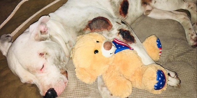 A pit bull named Ollie was injured after being dragged behind a pick up truck, police said.