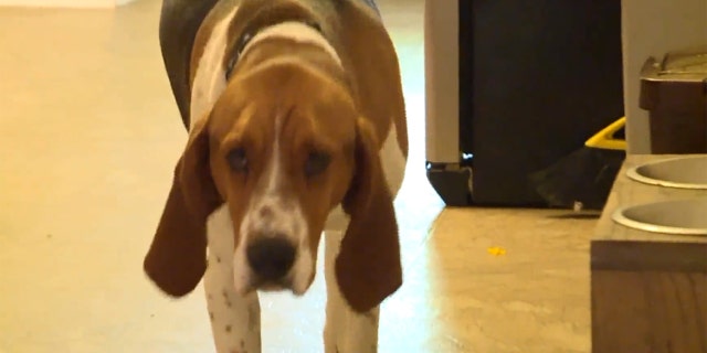 Edgar, a hound-mix, is credited to helping to scare off a man who admitted to breaking to a family's home looking for a child to abduct.