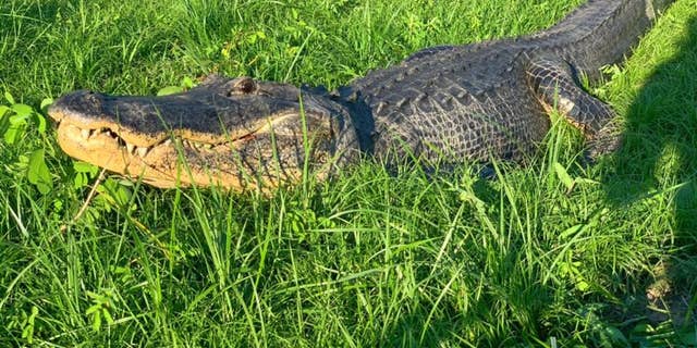 Giant Alligator Spotted Walking Down Florida Street ‘never A Dull